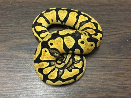 Python regius 29.12.2016